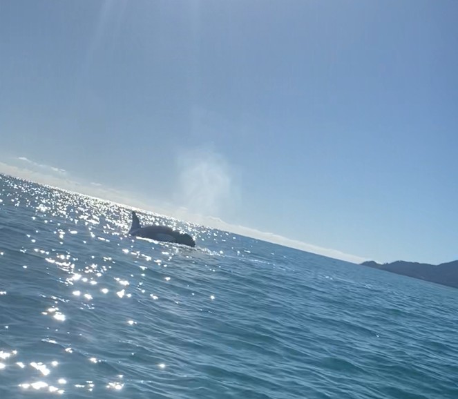 Stace Orca Encounter